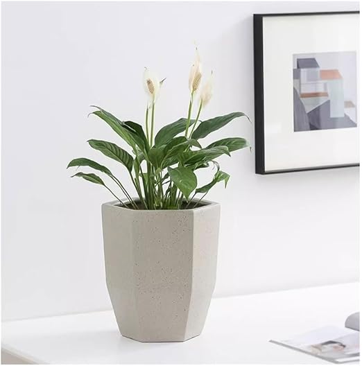 Standing Flower Pot ππ€π§Ώ